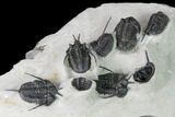 Cyphaspis Walteri & Kayserops Trilobite Cluster - Mrakib, Morocco #168395-1